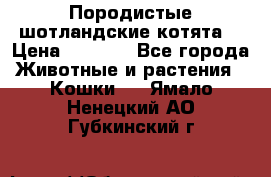 Породистые шотландские котята. › Цена ­ 5 000 - Все города Животные и растения » Кошки   . Ямало-Ненецкий АО,Губкинский г.